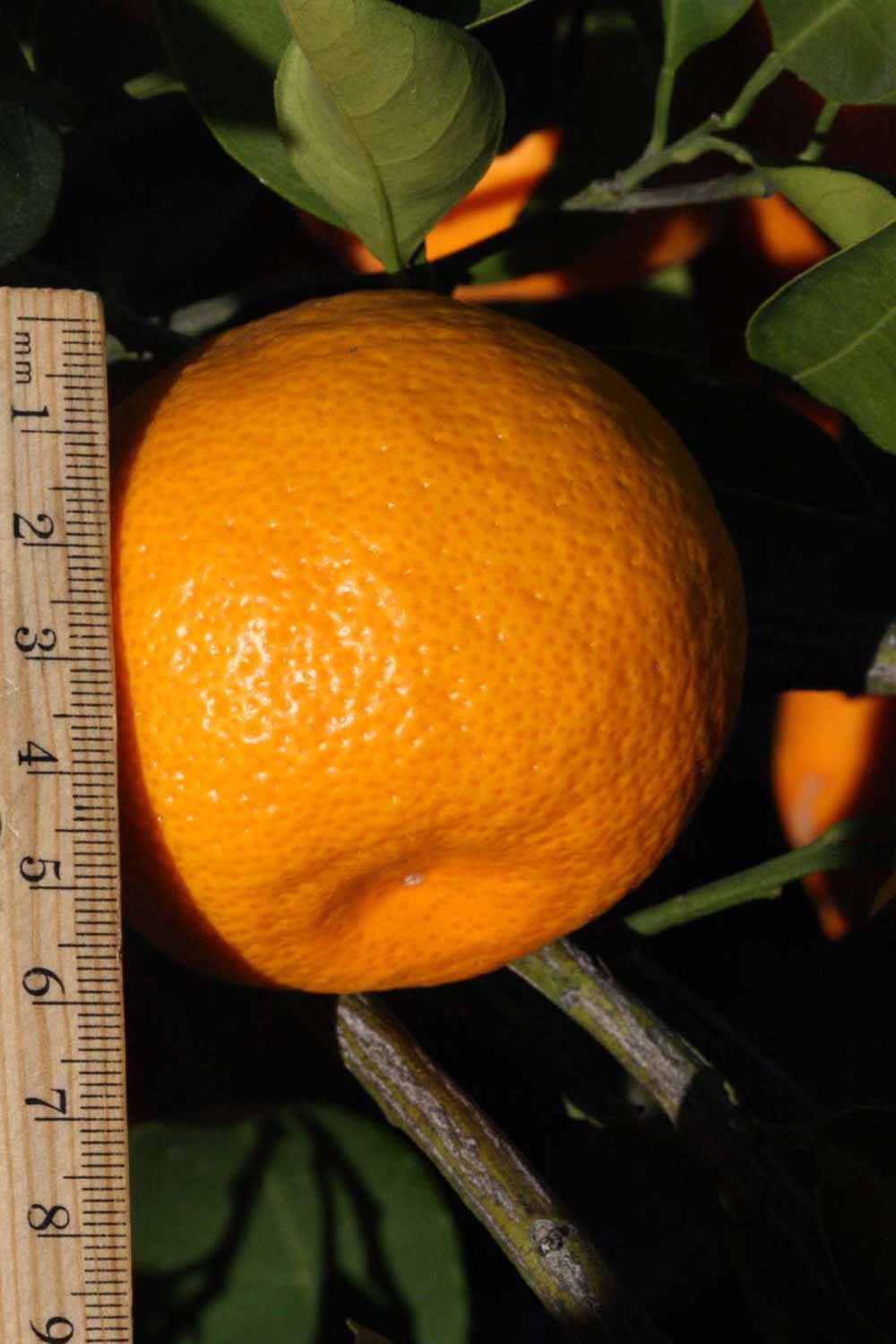              Fruit (Riverside, CA)       